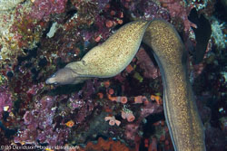 BD-140320-Baiicasag-2782-Gymnothorax-thyrsoideus-(Richardson.-1845)-[Greyface-moray].jpg